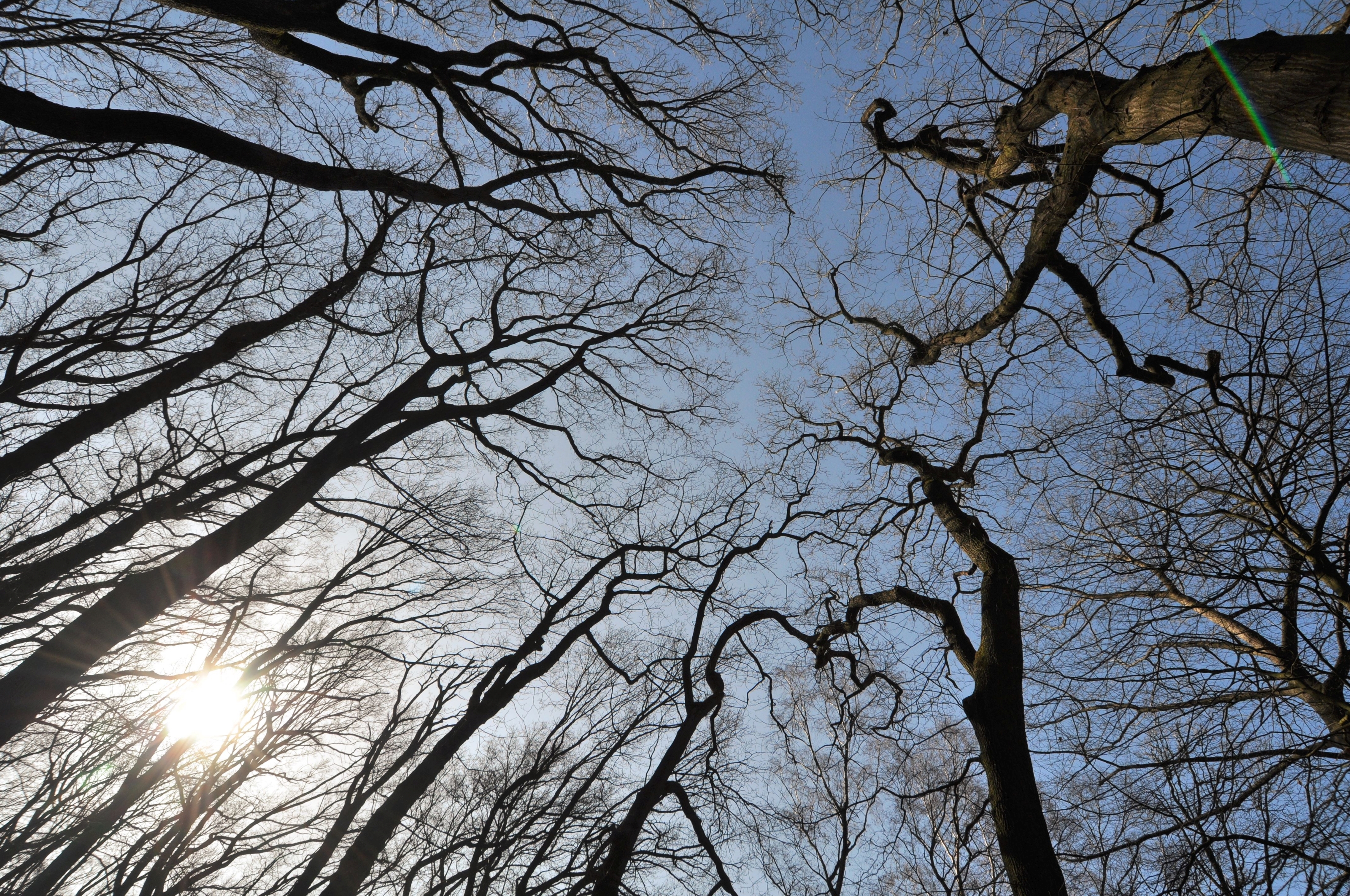 Das Bild zeigt einen Wald im Winter - die Bäume tragen keine Blätter. Es wurde von unten in Richtung des blauen Himmels fotografiert.