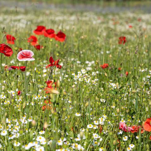 Mohn auf einer Wiese