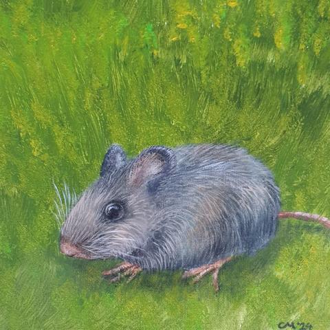 Eine graue Maus auf einer grünen Wiese