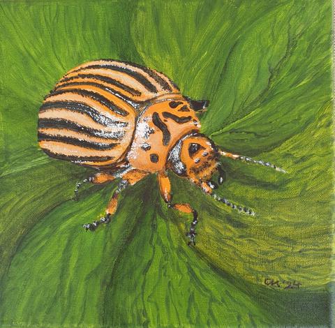 Ein brauner Käfer mit schwarzen Streifen auf einem Blatt