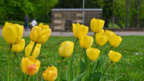 Gelbe Tulpen auf einer Wiese.